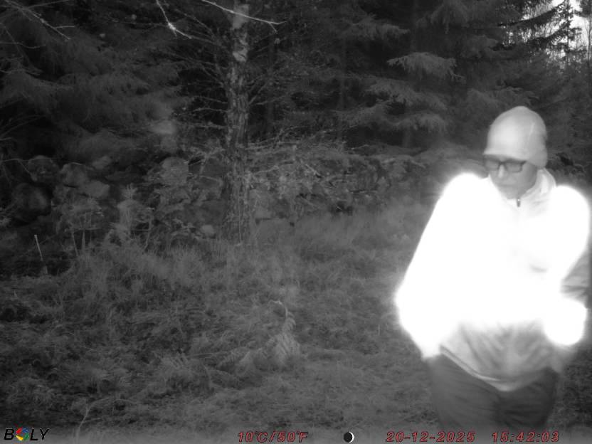 Bild från STORATRÄA