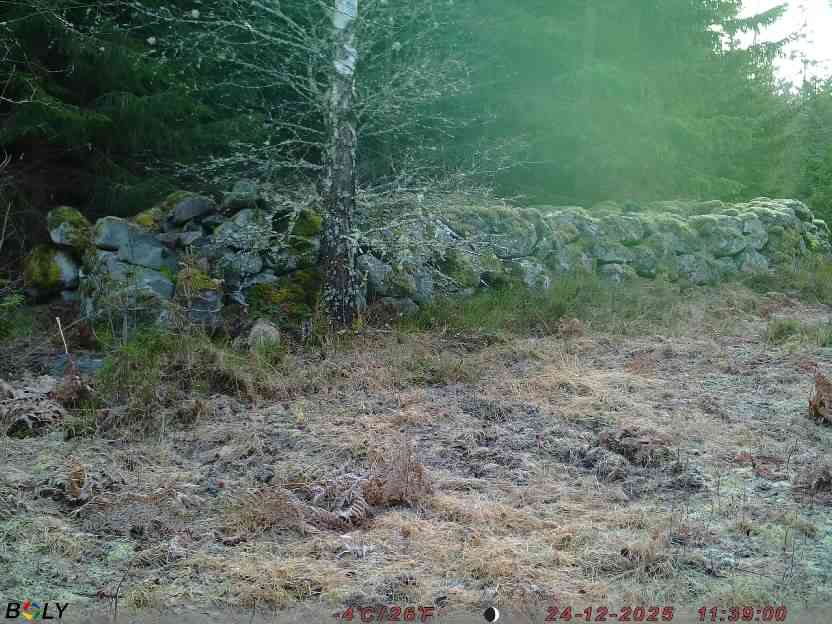 Bild från STORATRÄA