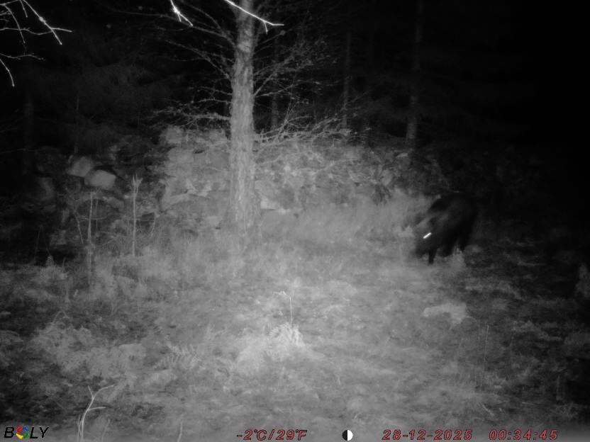 Bild från STORATRÄA