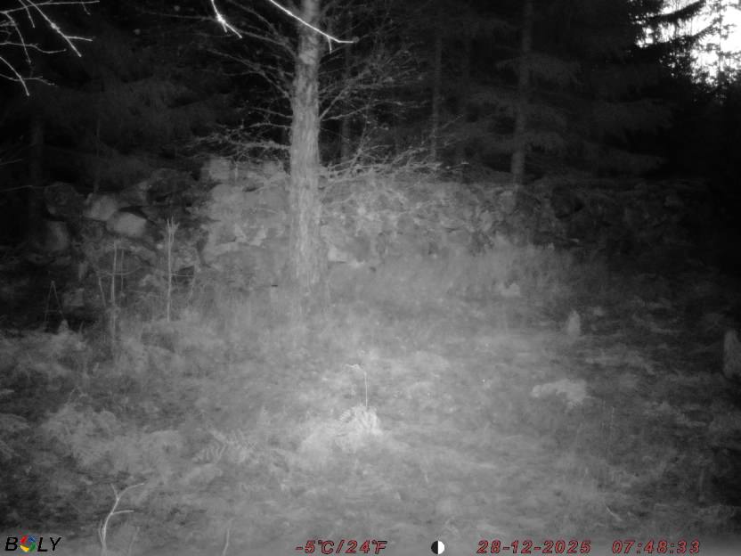 Bild från STORATRÄA