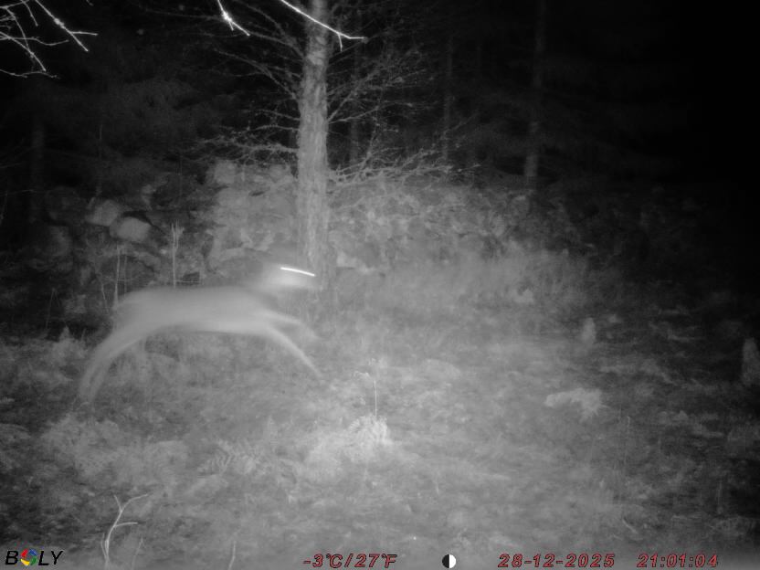 Bild från STORATRÄA