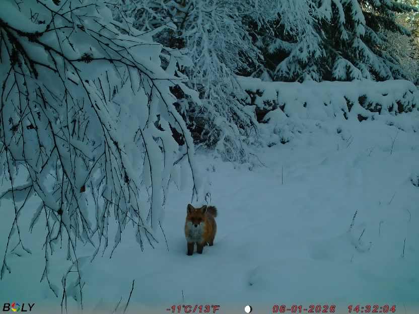 Bild från STORATRÄA