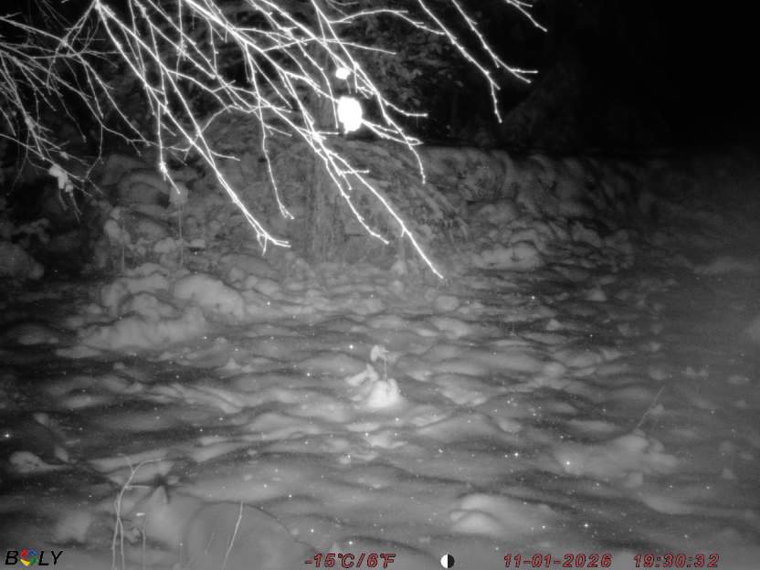 Bild från STORATRÄA