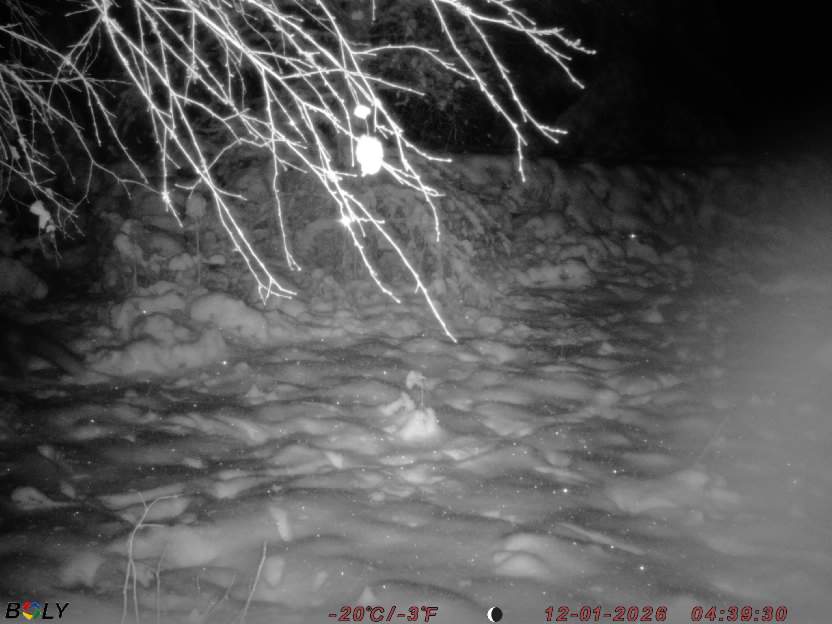 Bild från STORATRÄA