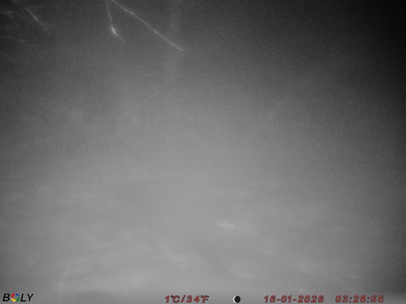 Bild från STORATRÄA