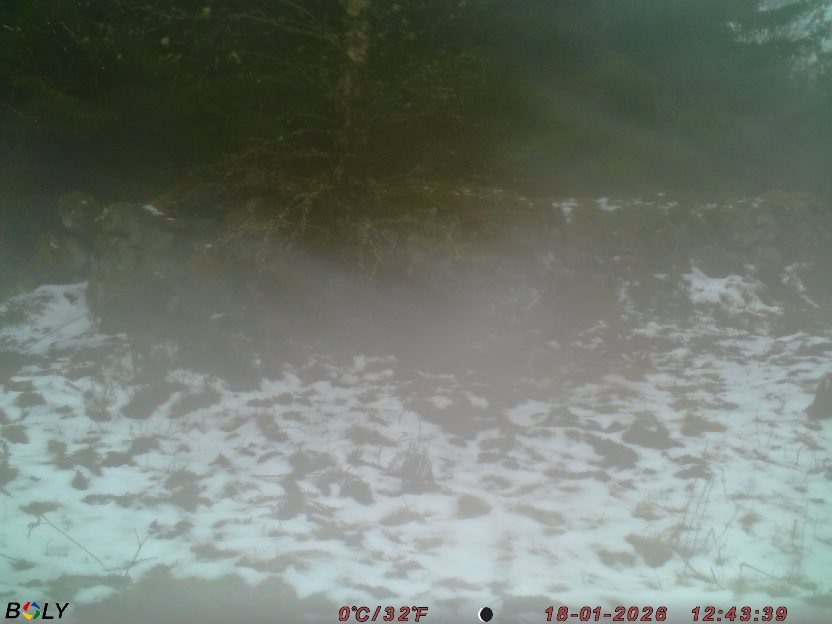 Bild från STORATRÄA