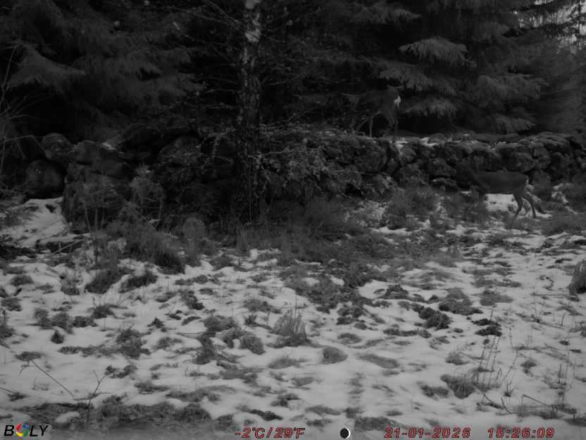 Bild från STORATRÄA