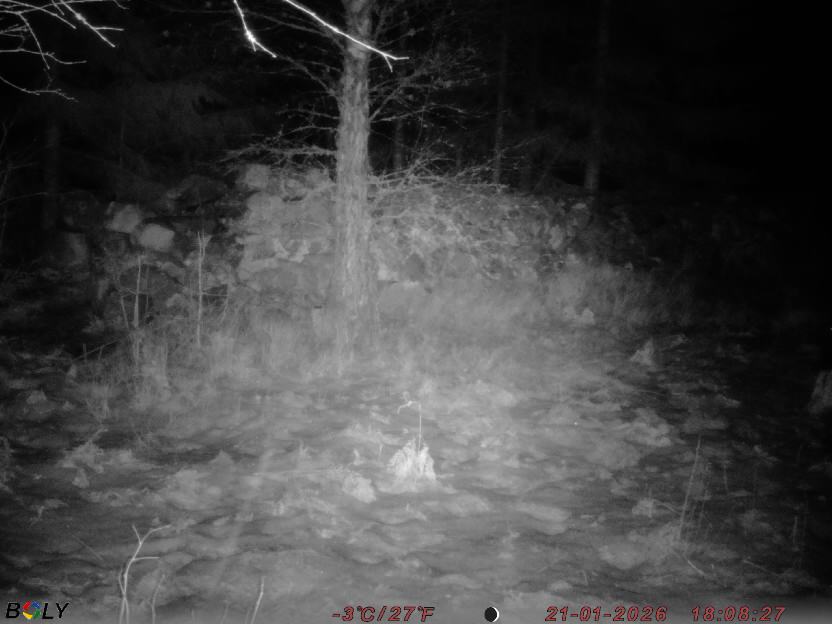 Bild från STORATRÄA