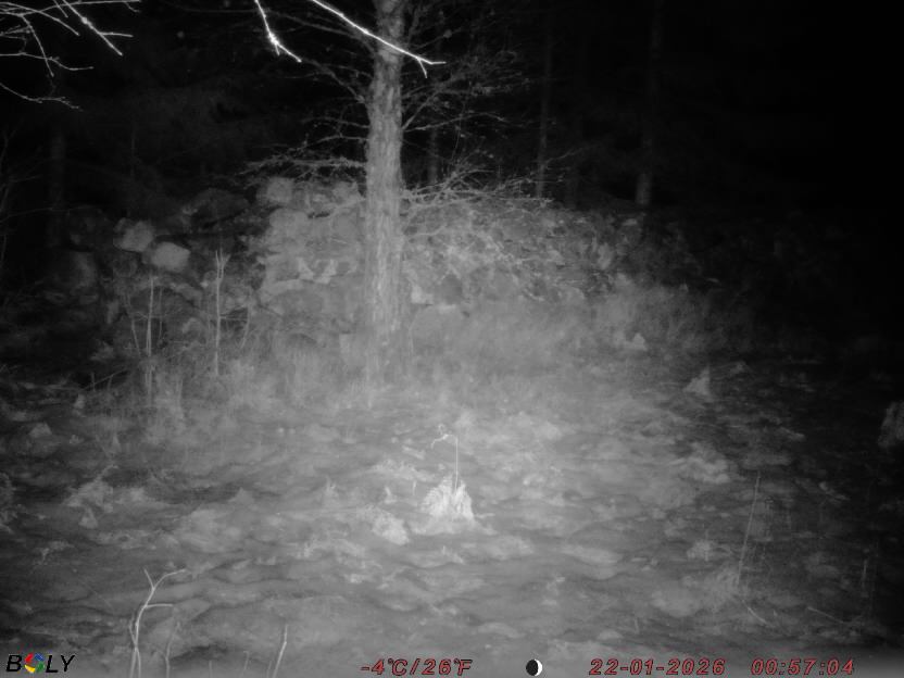 Bild från STORATRÄA