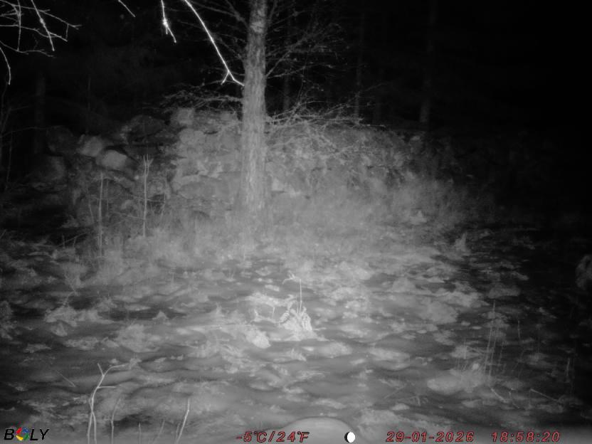 Bild från STORATRÄA