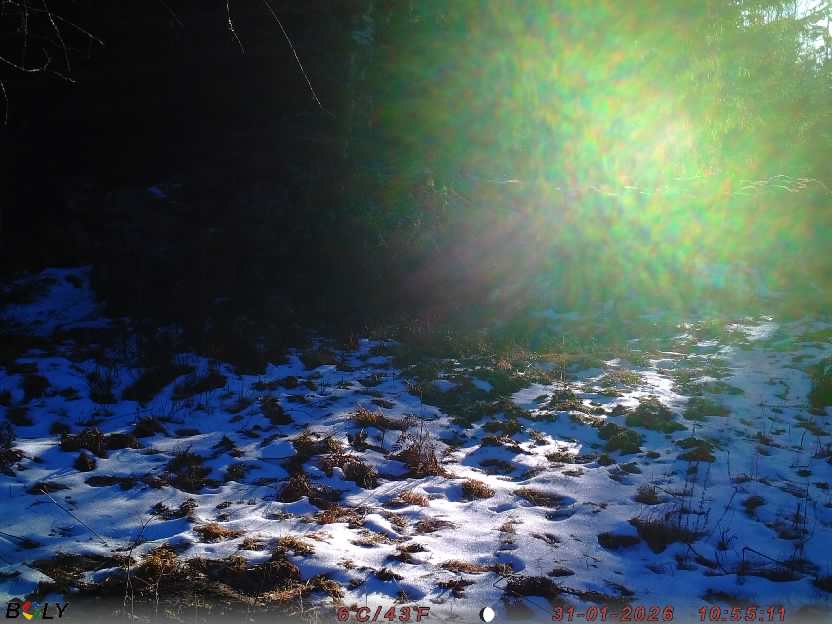 Bild från STORATRÄA