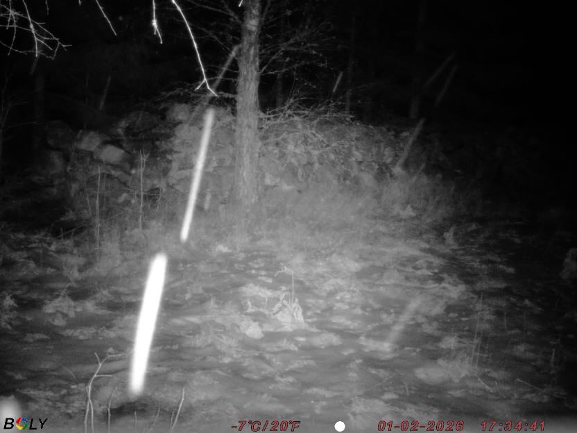 Bild från STORATRÄA