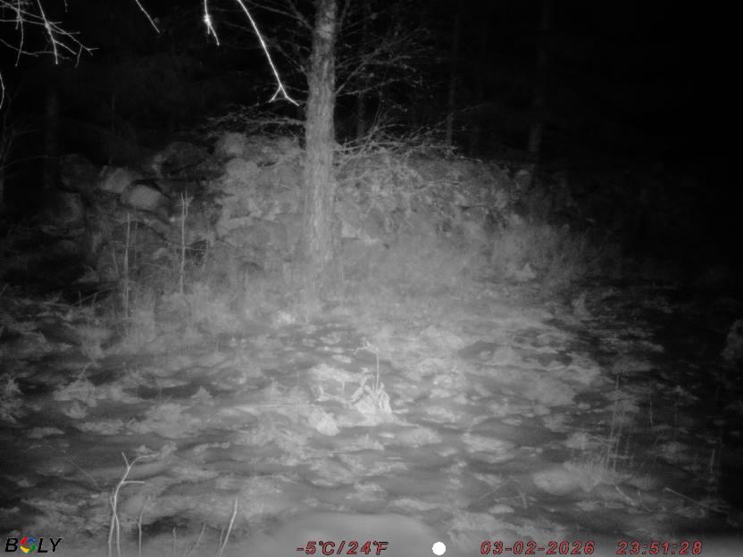 Bild från STORATRÄA