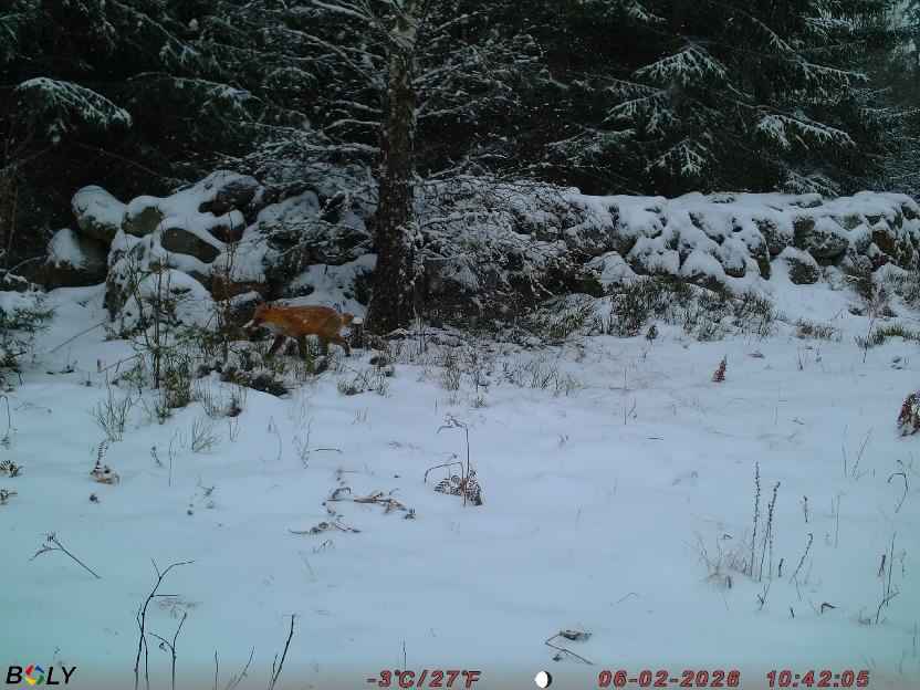 Bild från STORATRÄA