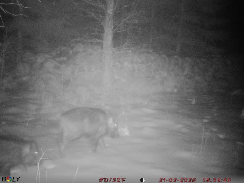 Bild från STORATRÄA