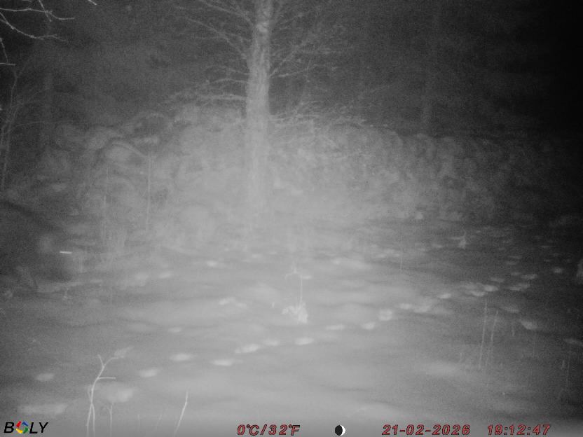 Bild från STORATRÄA