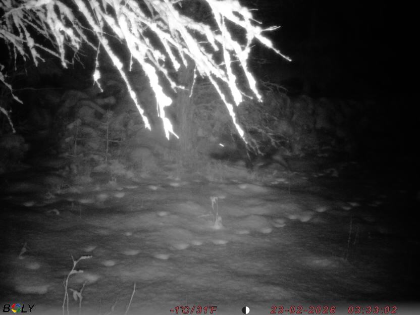 Bild från STORATRÄA