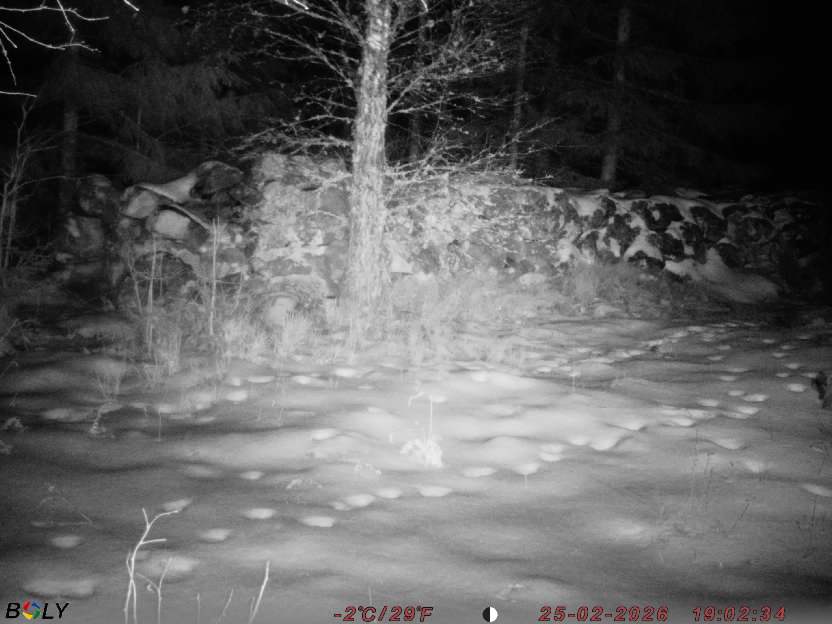 Bild från STORATRÄA