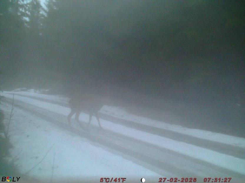 Bild från STORATRÄA