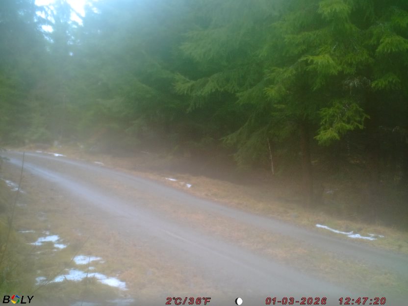 Bild från STORATRÄA