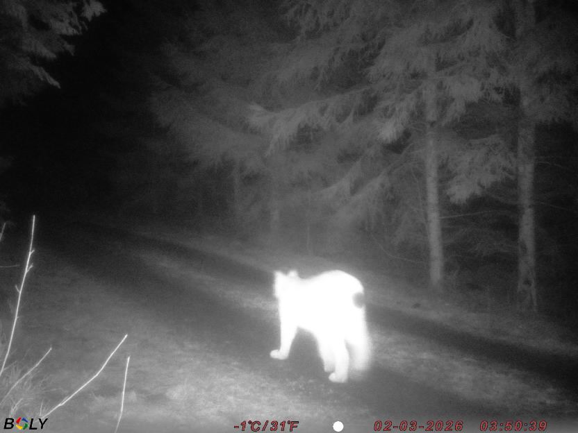 Bild från STORATRÄA