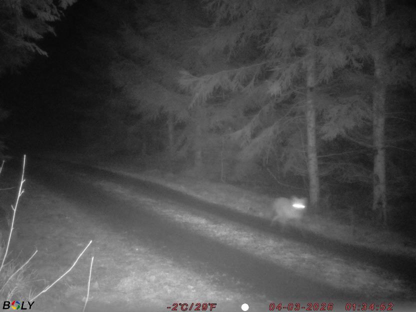 Bild från STORATRÄA