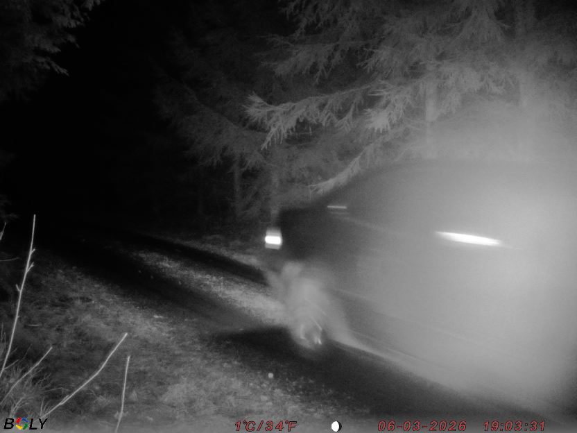 Bild från STORATRÄA