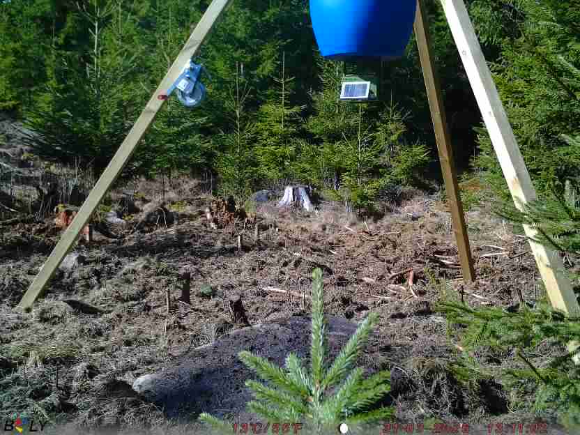 Bild från STORATRÄA