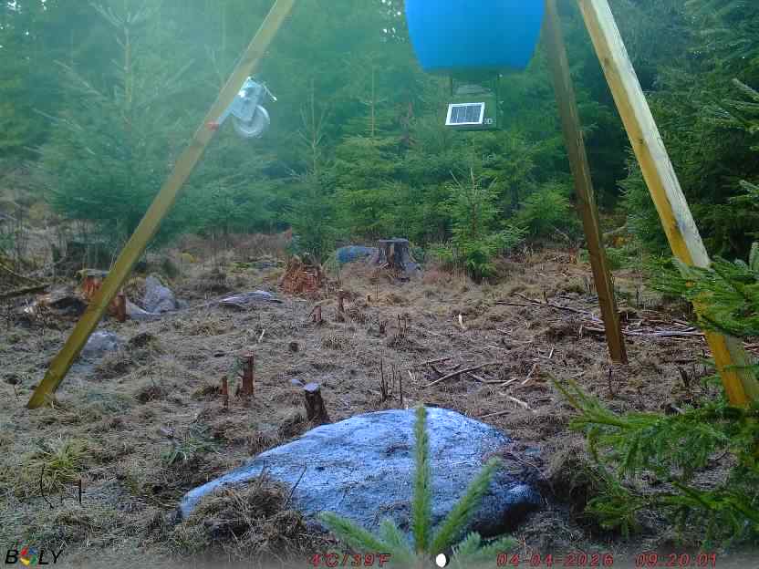Bild från STORATRÄA