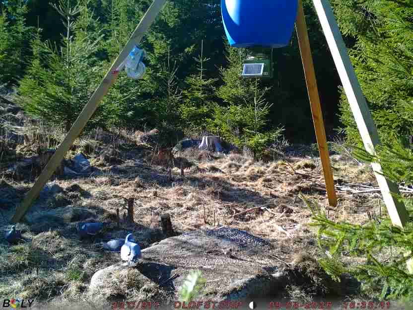 Bild från STORATRÄA