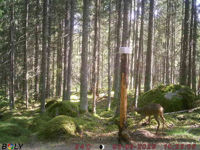Bild från SALTSTENEKENÄS