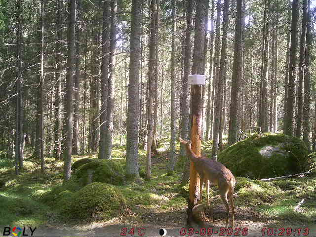 Bild från SALTSTENEKENÄS