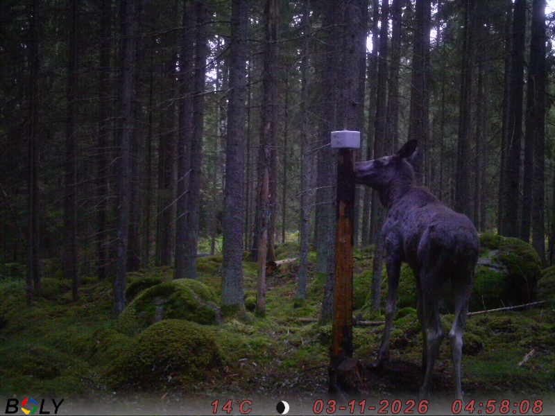 Bild från SALTSTENEKENÄS