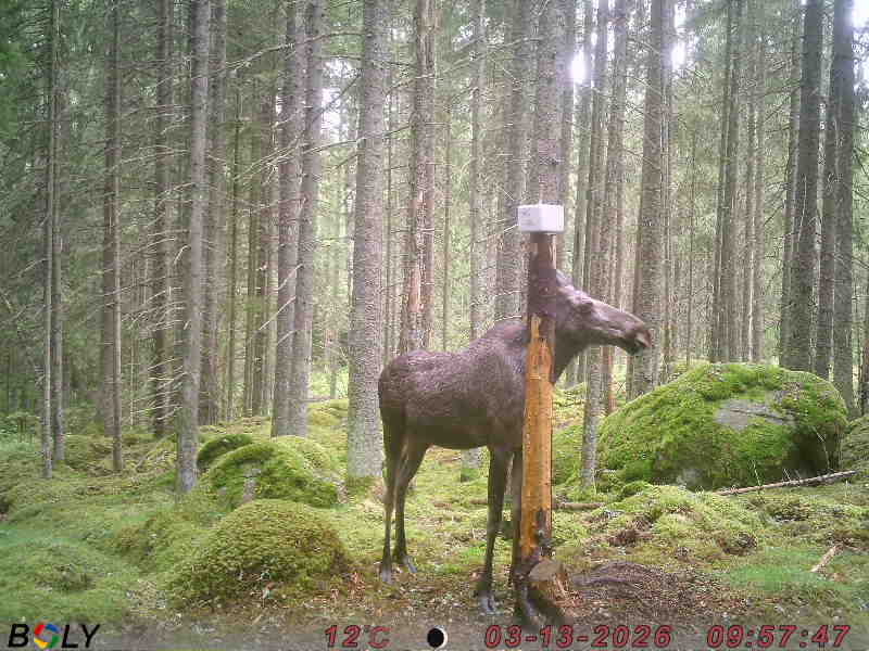 Bild från SALTSTENEKENÄS
