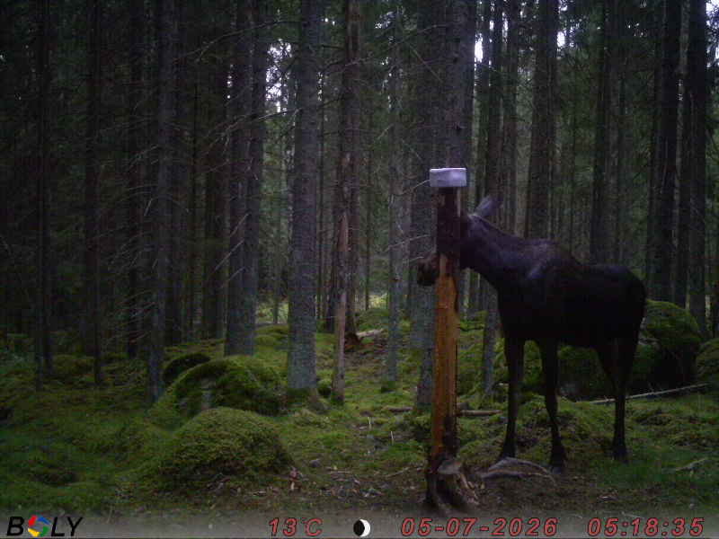Bild från SALTSTENEKENÄS