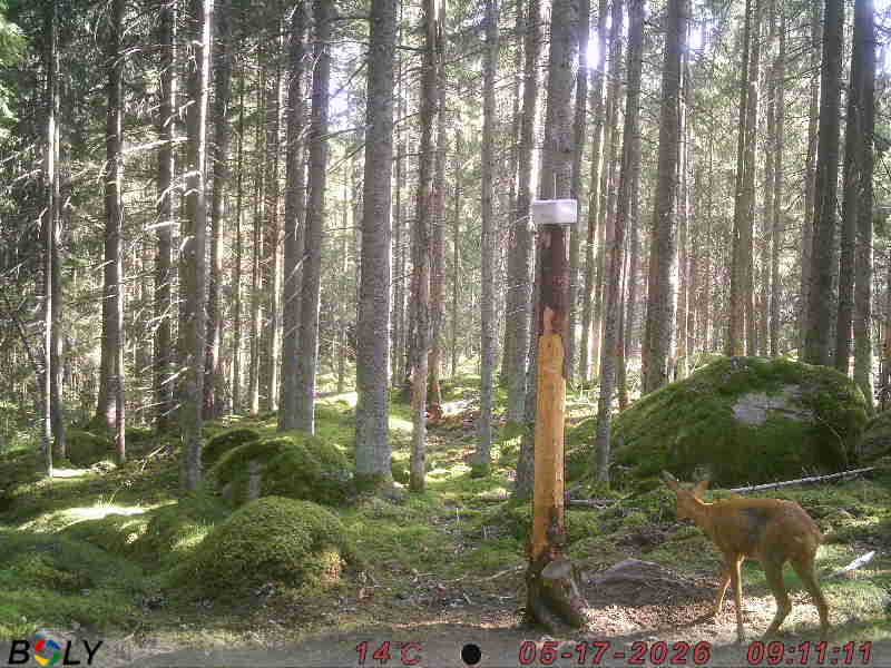 Bild från SALTSTENEKENÄS