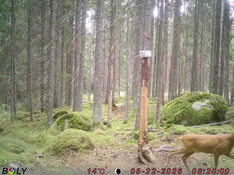 Bild från SALTSTENEKENÄS