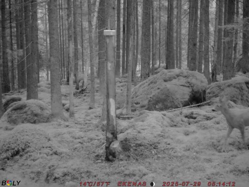 Bild från EKENÄSSALTSTEN