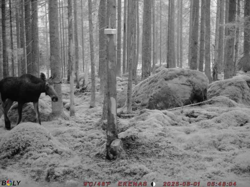 Bild från EKENÄSSALTSTEN