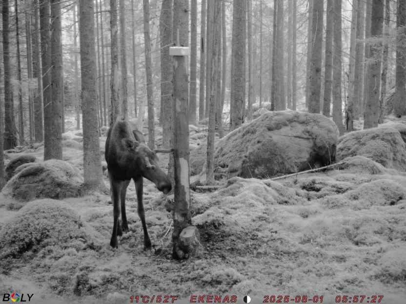 Bild från EKENÄSSALTSTEN