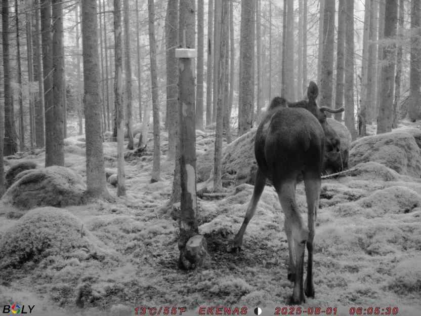 Bild från EKENÄSSALTSTEN