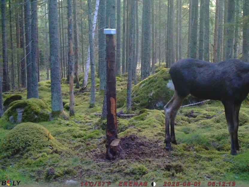 Bild från EKENÄSSALTSTEN