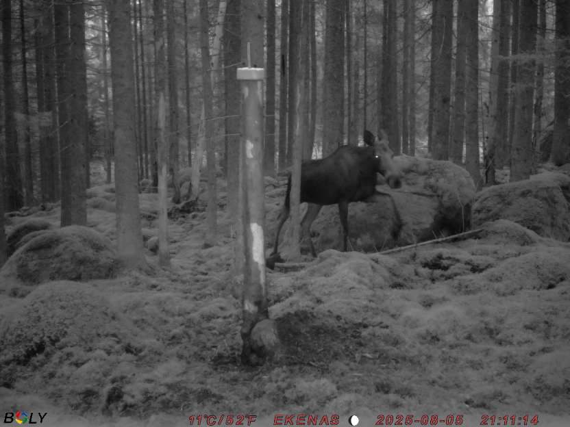 Bild från EKENÄSSALTSTEN