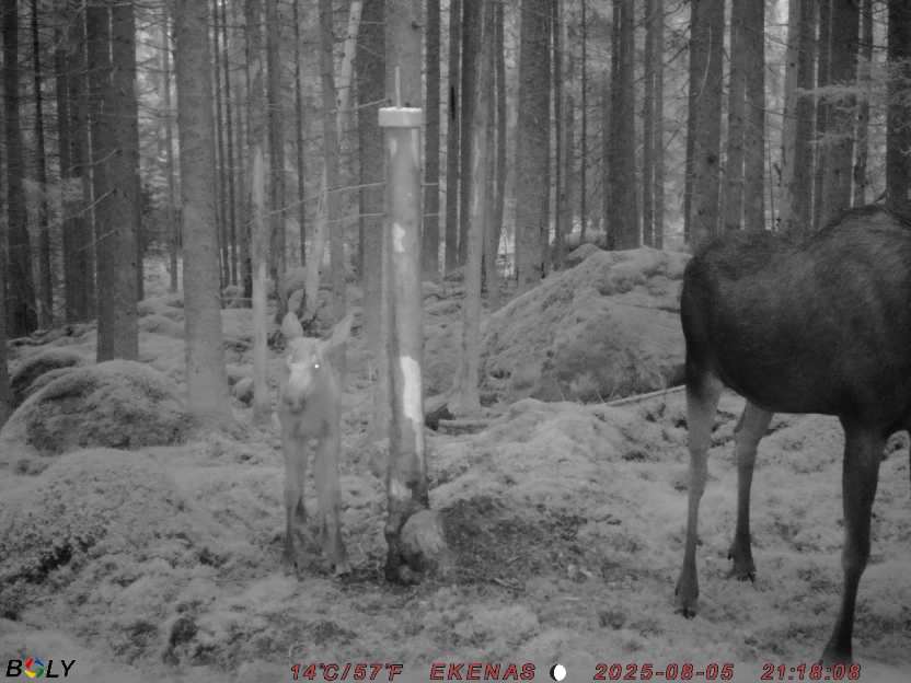 Bild från EKENÄSSALTSTEN