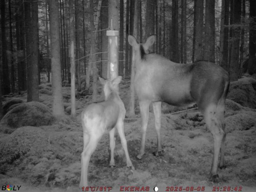 Bild från EKENÄSSALTSTEN