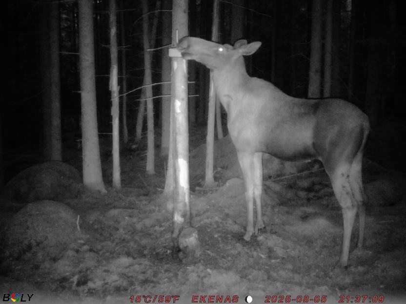 Bild från EKENÄSSALTSTEN