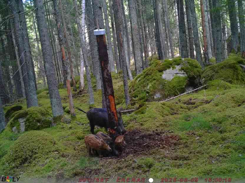 Bild från EKENÄSSALTSTEN