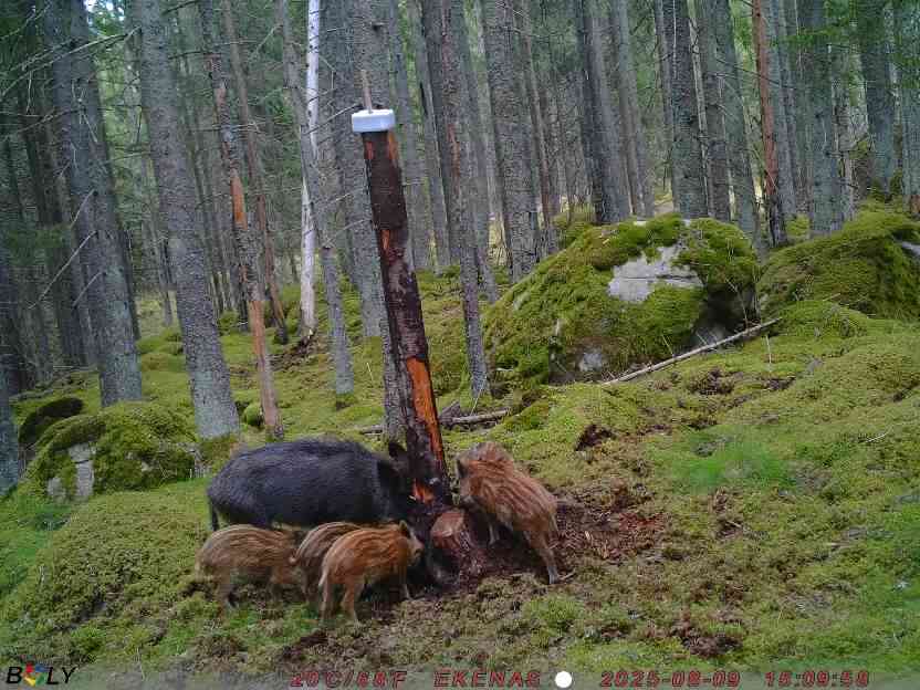 Bild från EKENÄSSALTSTEN