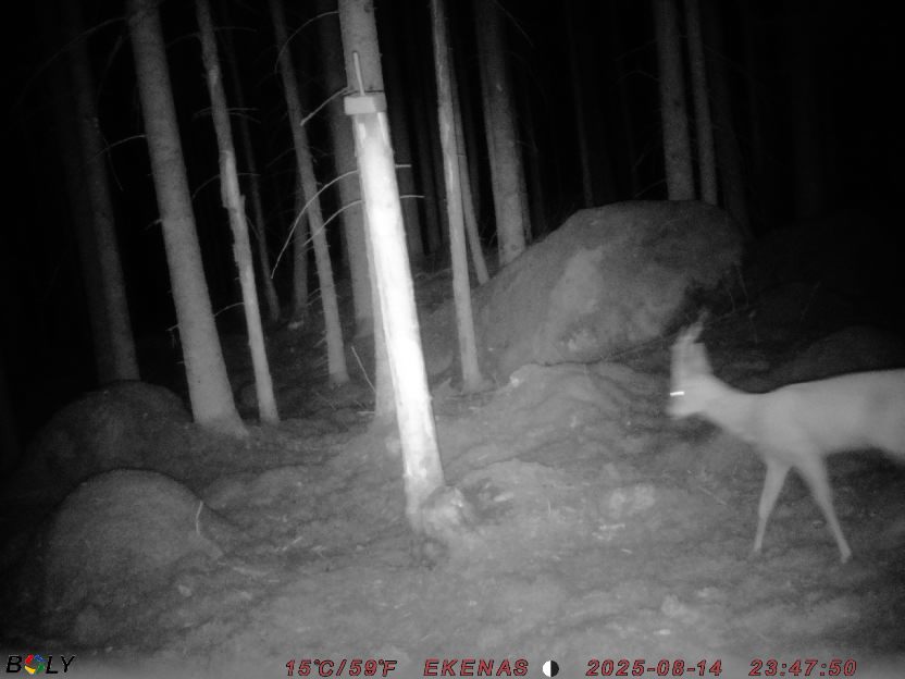 Bild från EKENÄSSALTSTEN