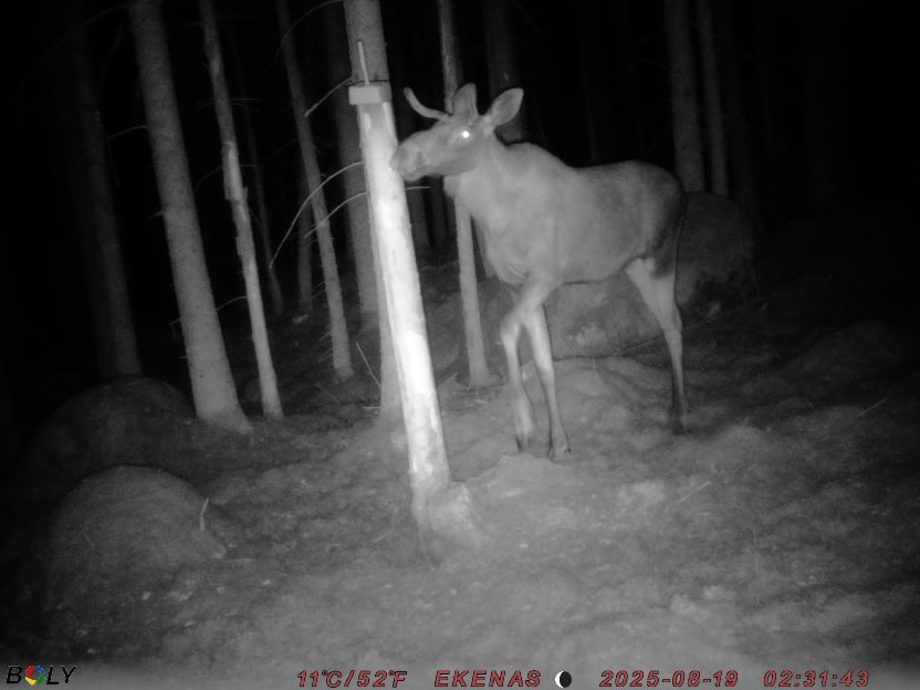 Bild från EKENÄSSALTSTEN